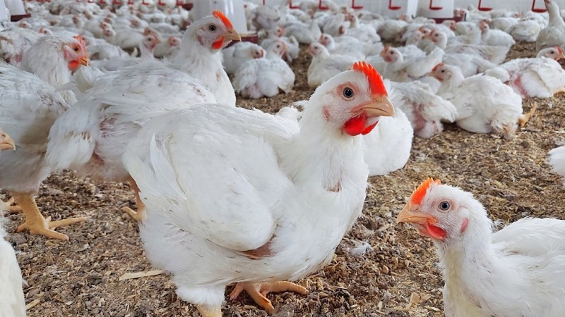 الأدنى منذ أعوام .. انخفاض أسعار الدواجن بنسبة 25%