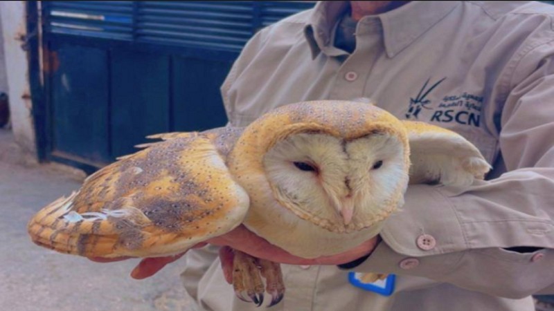 ضبط شخص روج لبيع طيور مهددة بالانقراض عبر مواقع التواصل